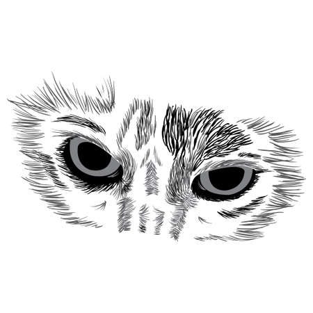 Vector illustration of face of a cat on white backgroundのイラスト素材