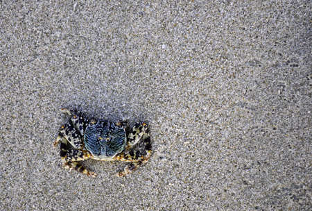 a colorful crab on a sandy beach in Asia