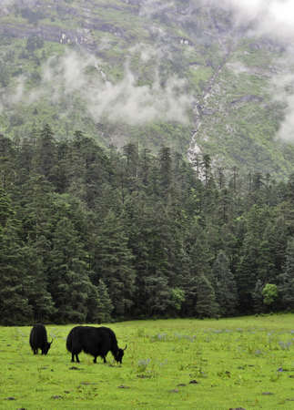 A yak grazing in a meadow in Lijiang, Chinaの写真素材