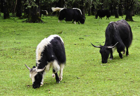 Yaks grazing in a meadow in Lijiang, Chinaの写真素材