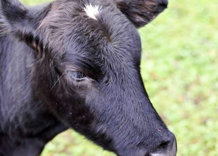 Closeup of Young black cow in Pastureの写真素材