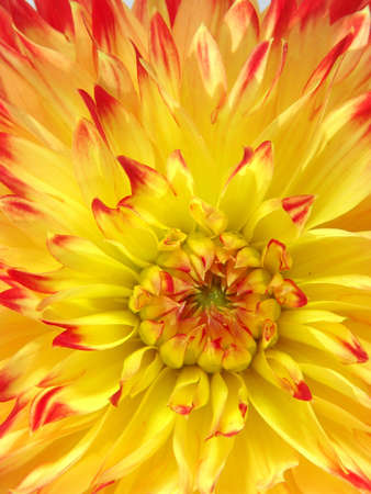 Sunny Dahlia. Close-upの写真素材