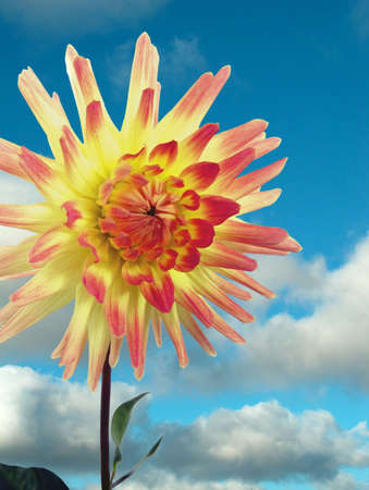 Optimistical flower  dahliaの写真素材