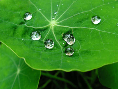 Brilliant drops on leafs