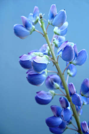 Exotic blue flowerの写真素材
