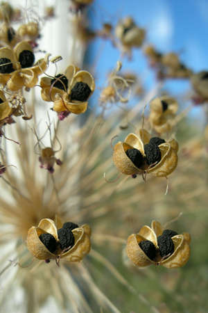 Exotic plant with seedsの写真素材
