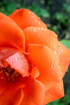  Morning dew on petals of  roseの写真素材