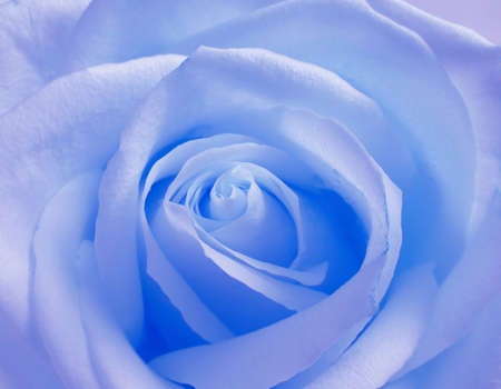 Soft blue roseの写真素材
