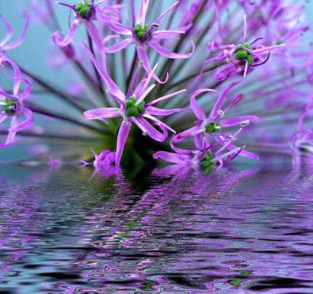 Original flower in waterの写真素材