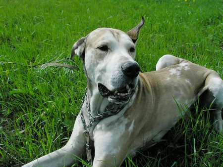 Big dog on green grassの写真素材