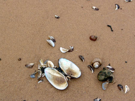 Cockleshells on sand