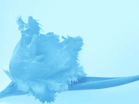 Blue soft background with tulipの写真素材