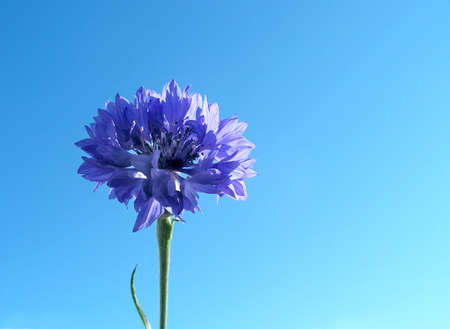 Cornflower and sky