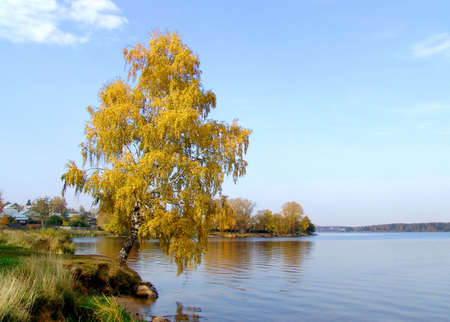     Autumn . Birch at the riverの写真素材