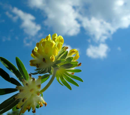 Yellow flower of clover on background blue skyの写真素材