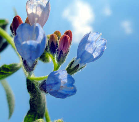 Blue Flower on background blue skyの写真素材