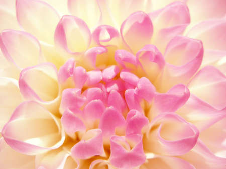 Fine rosy flower. Dahlia of grade andamp,quot, Evelineandamp,quot, close-upの写真素材