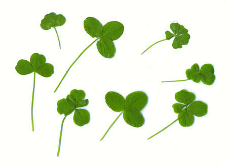 Three, four and  five clover leaves - for success (natural)