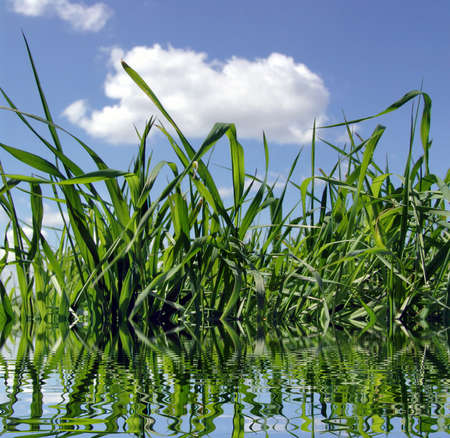 Grass in waterの写真素材