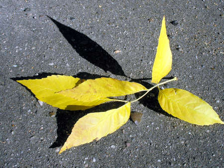 Autumn yellow leafs on asphalt