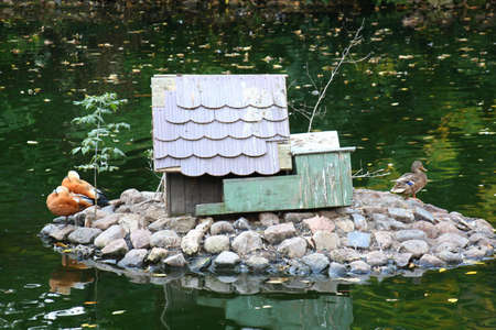 Birds in waterの写真素材