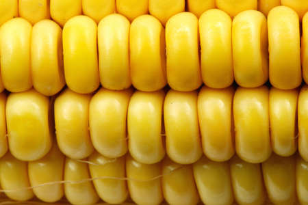 Indian corn ( maize ) close-upの写真素材