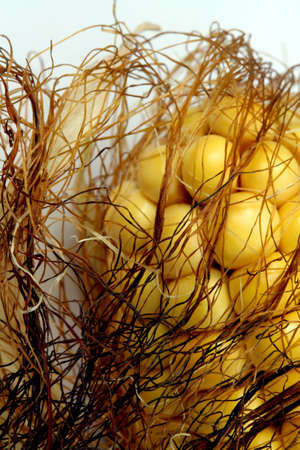 Indian corn ( maize ) close-upの写真素材