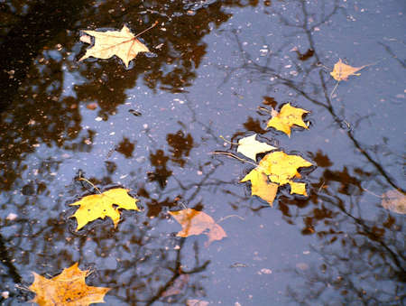 Autumn leaves in pool