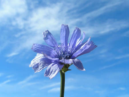 Blue flowerの写真素材