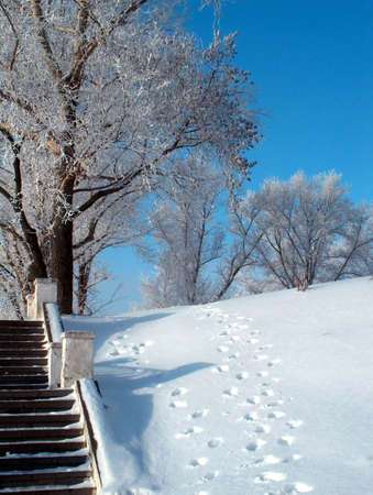 Winter trees in the cityの写真素材