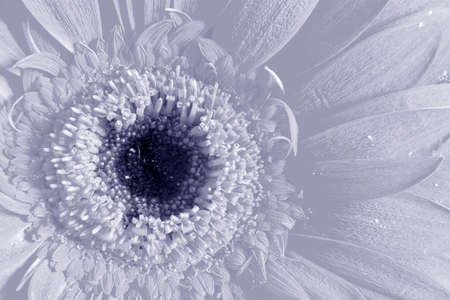 Flower cardの写真素材