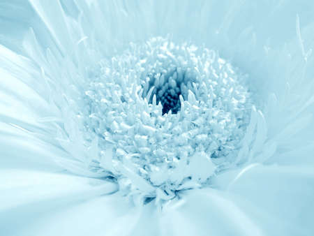Soft blue flowerの写真素材
