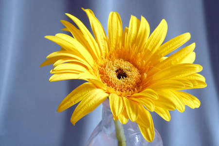 Flower close-upの写真素材