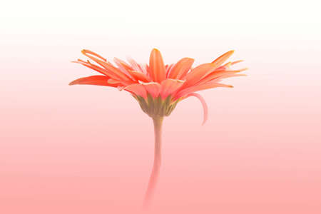 Flower in rosy mistの写真素材