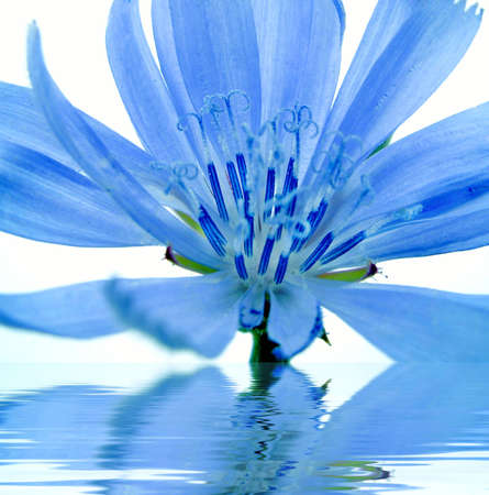 Blue flower reflected in waterの写真素材