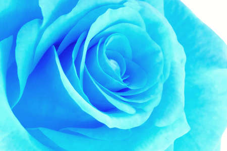 Blue neon roseの写真素材