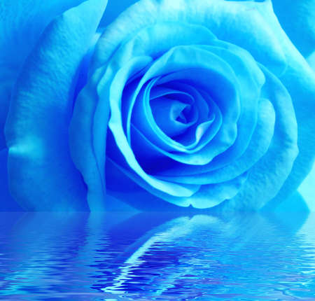 Blue rose in waterの写真素材