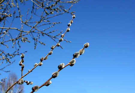 Sky and pussy-willow