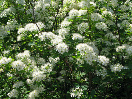 Spring. Blossoming trees