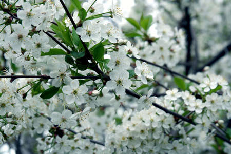 Spring. Blossoming cherry-tree 