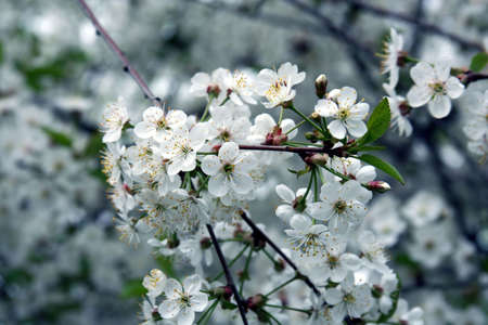 Spring. Blossoming cherry-tree 