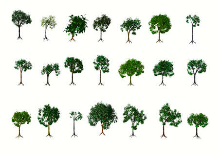 3D Trees. Summer