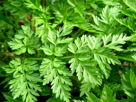Green summer  plants