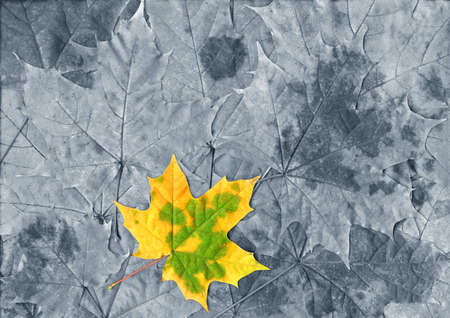 Lonely yellow leaf on grey background