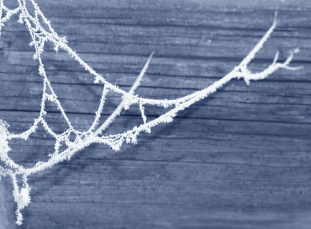 Winter scene. spider's webの写真素材