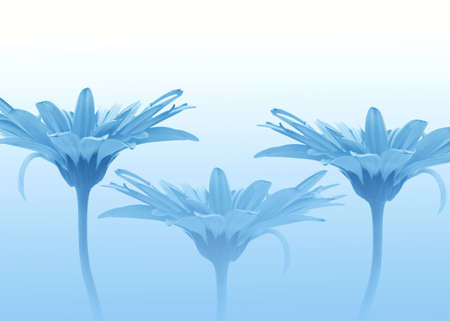 Three Blue flowersの写真素材