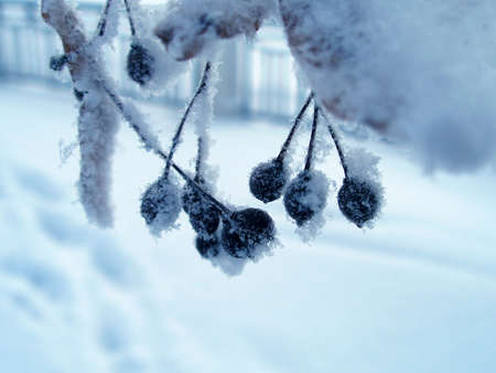 Winter  hoar-frost plants and treesの写真素材