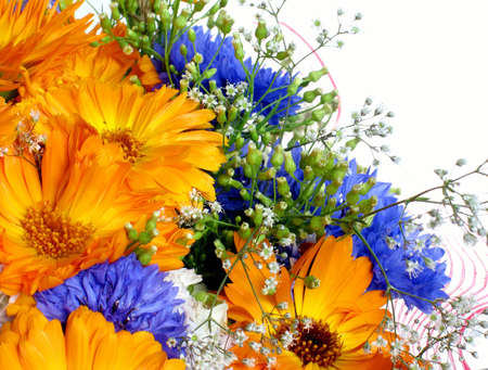 Vibrant flowersの写真素材