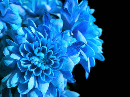 Blue flowers on black backgroundの写真素材
