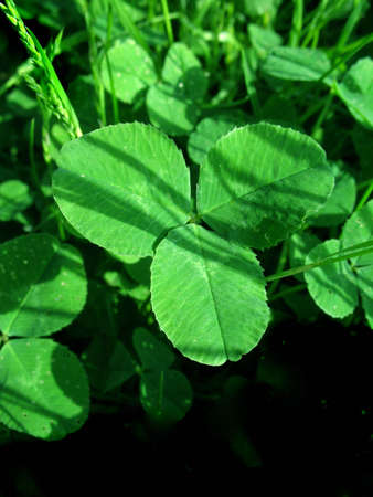 Clover